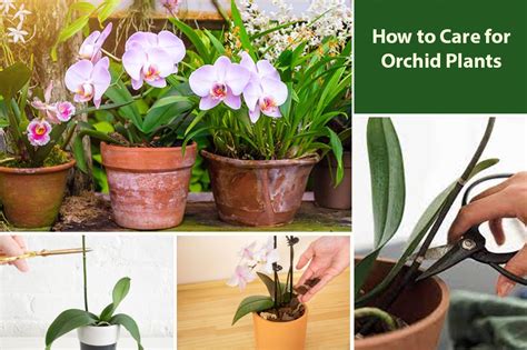 mature orhidea|How to Care for Orchids .
